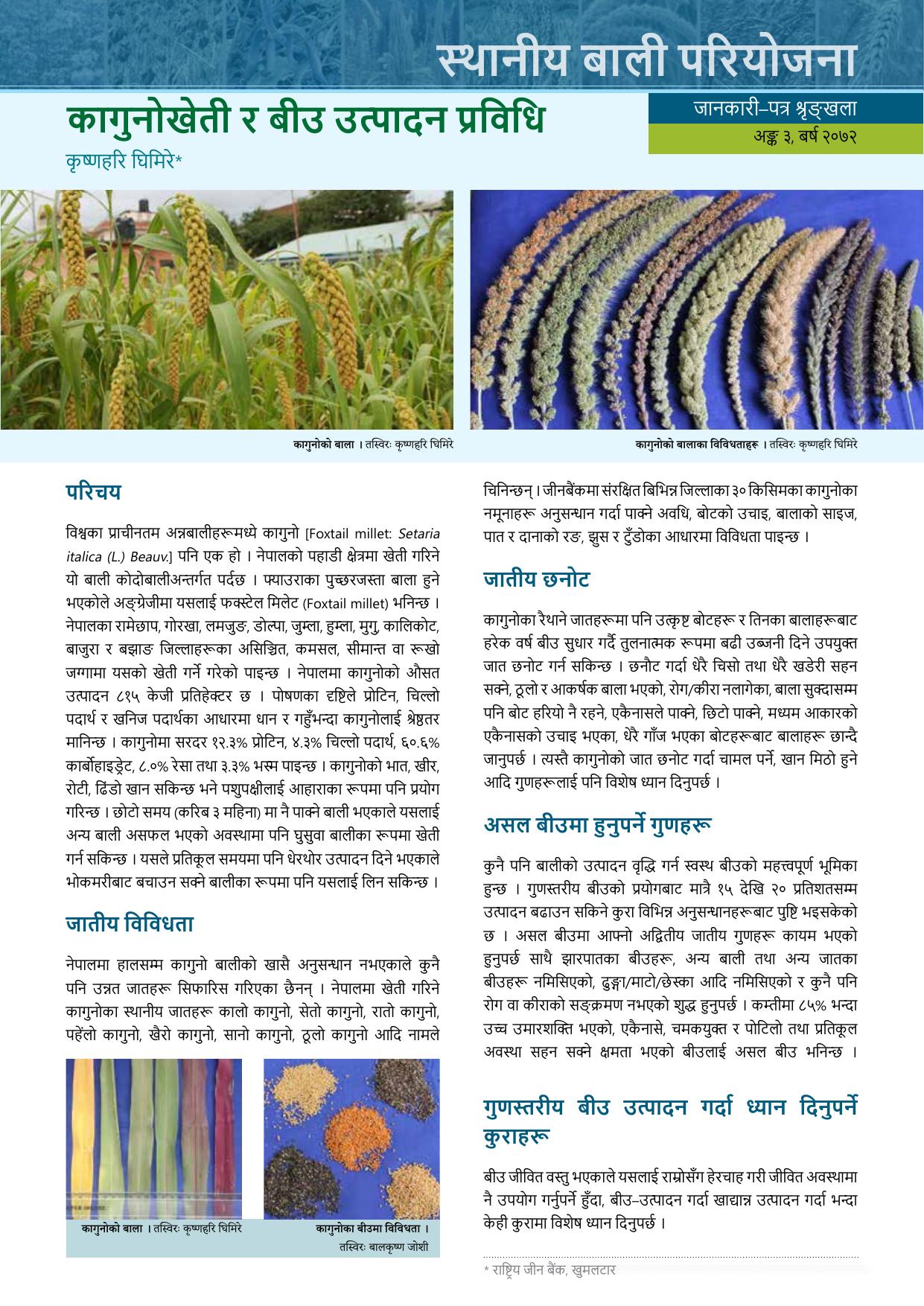 Foxtail Millet Local Crops